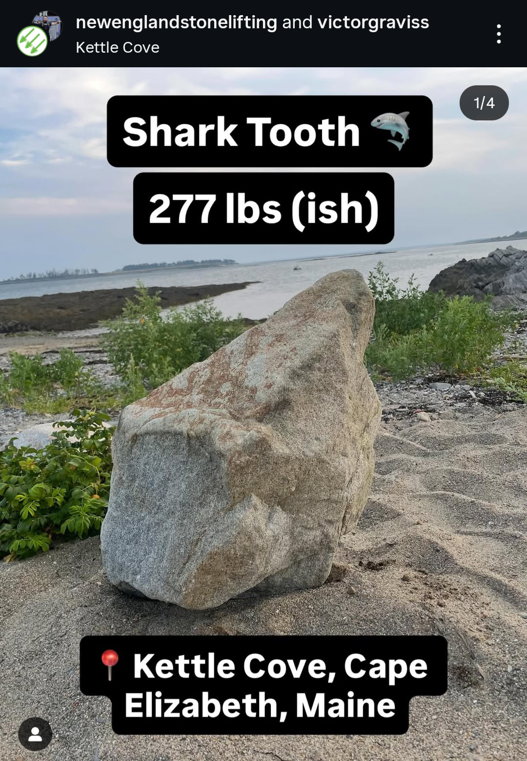 Shark Tooth